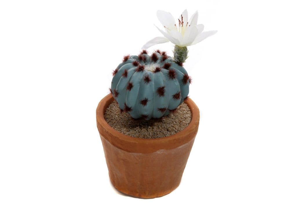 Sukulent v kvetináči 15cm 30025 - obrázok 1