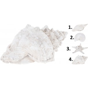 Polyresinová dekorácia morskej mušle v bielom farebnom prevedení a štyroch prevedeniach 28 cm 43138