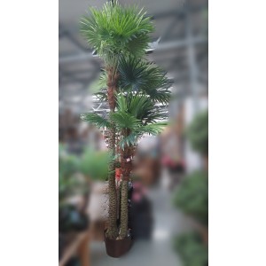 Umelá plastová dekorácia zelenej Palmy v plastovom kvetináči 300 cm 36367