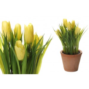 Tulipán v žltej farbe v kvetináči 34703
