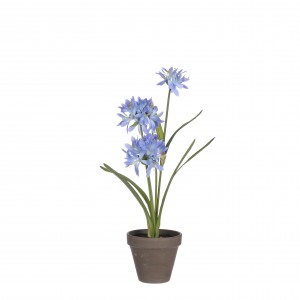 Agapanthus modrý v kvetináči 34125