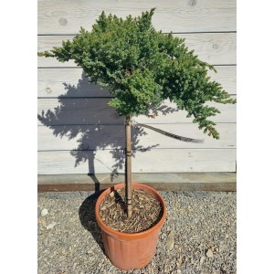 Borievka poliehavá - Juniperus procumbens Nana kmeň 