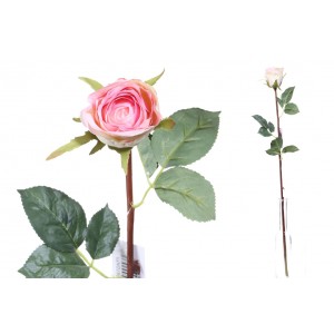 Ruža broskyňovo bielej farby  23623