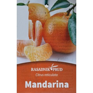 Mandarínkovník na kmienku - Citrus reticulata 