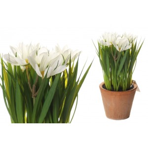 Margarétky v bielej farbe v kvetináči 34705
