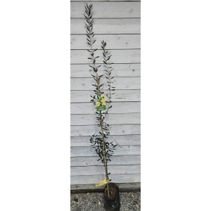 Olivovník európsky - Olea Europaea Oblica 