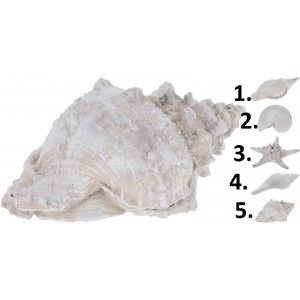 Polyresinová dekorácia morskej mušle v bielom farebnom prevedení a piatich prevedeniach 18 x 9 x 6 cm 40596