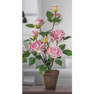 Ruža v štyroch rôznych farbách v hnedom kvetináči 60 cm 32899