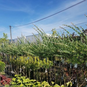 Vŕba japonská Salix integra Hakuro Nishiki 2350